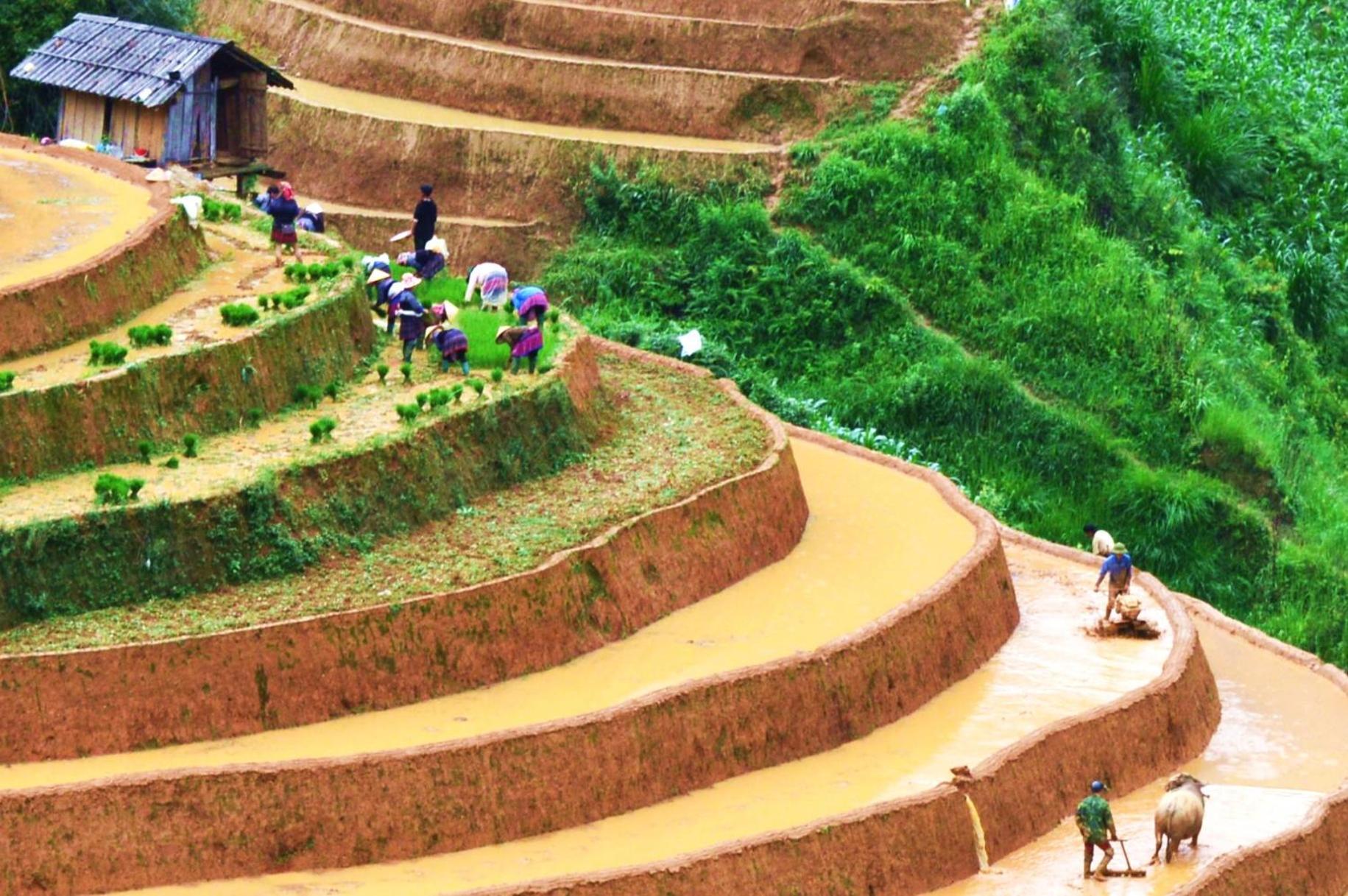 Mu Cang Chai Homestay & Trekking Extérieur photo